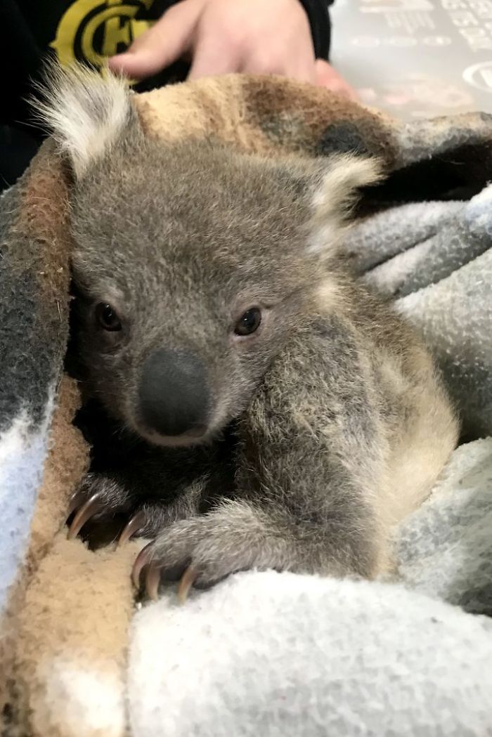 golden retriever asha saving abandoned baby koala 5