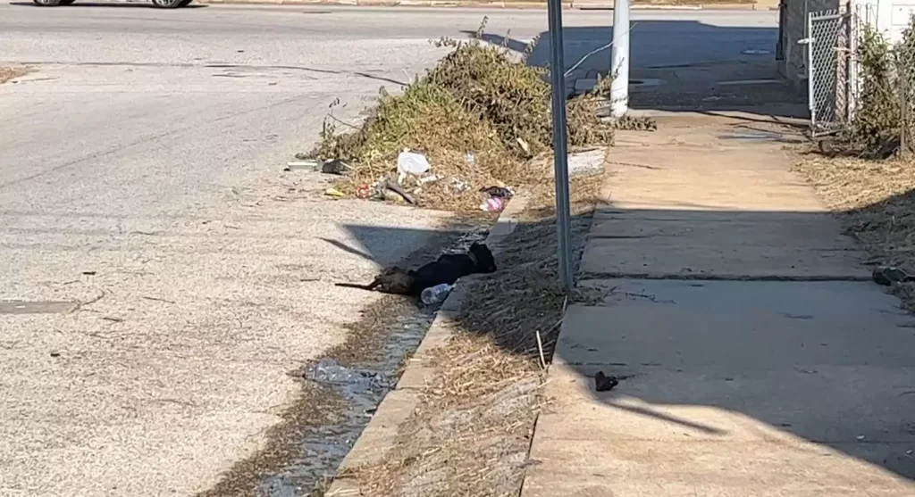 puppy sleeps on curb 1