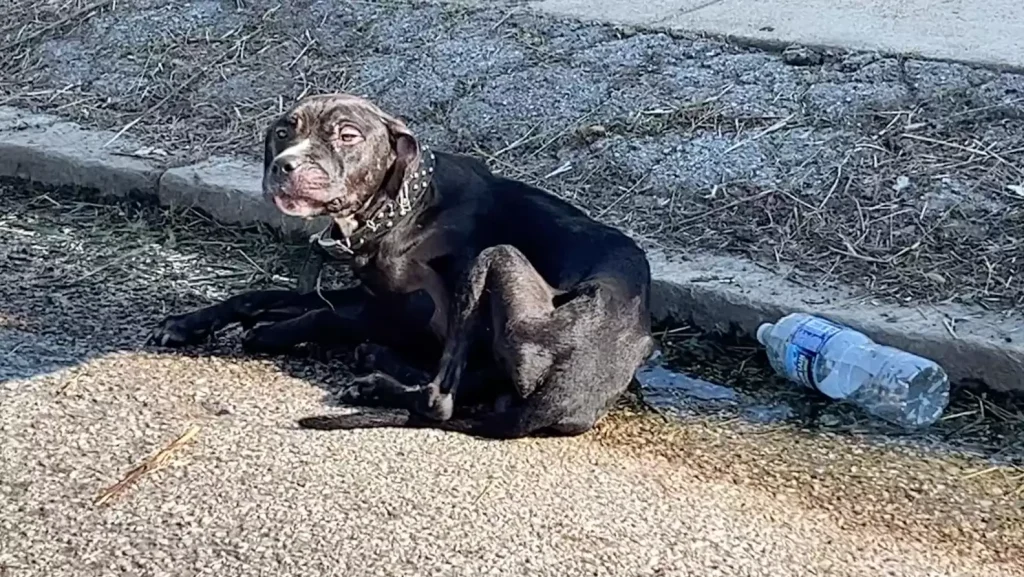 puppy sleeps on curb 2