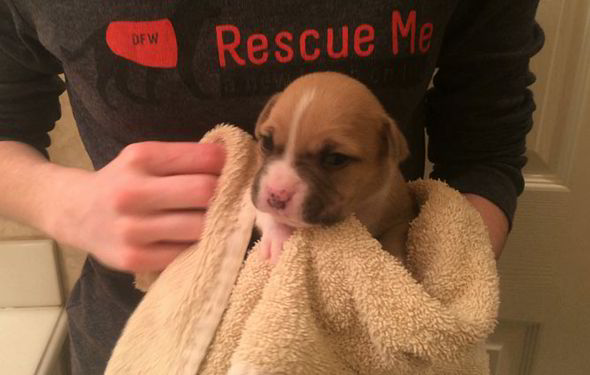 Volunteer Claire Fowler is now caring for the puppies 