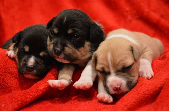 Volunteer Claire Fowler is now caring for the puppies 