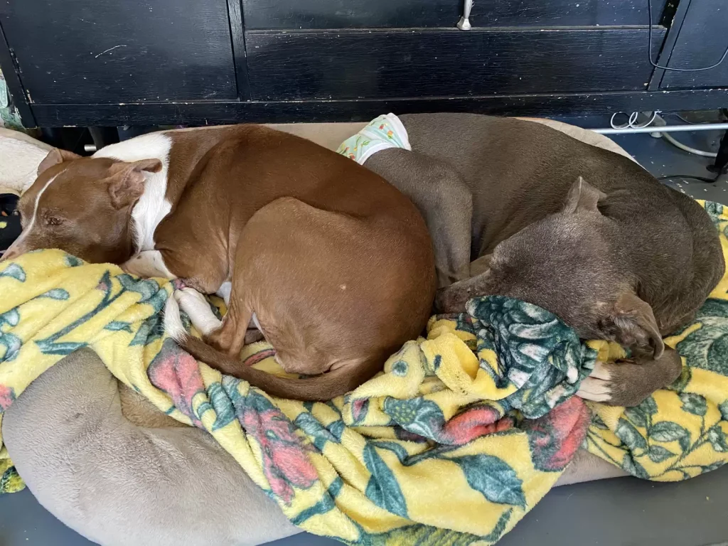 Two dogs sleep together.