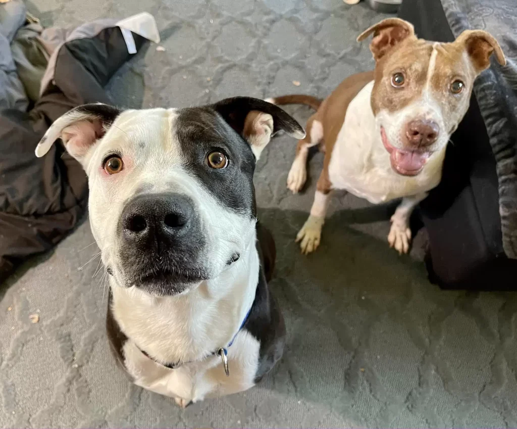 Two happy dogs looking up at the camera.