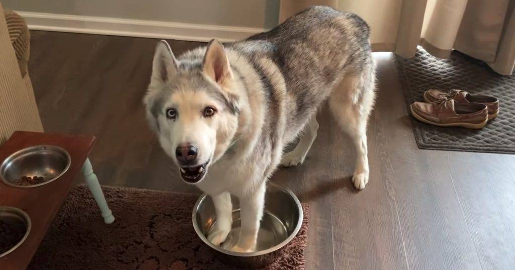 refill water bowl 1