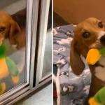 Rescue Beagle Gets His Very First Toy And Refuses To Let Go