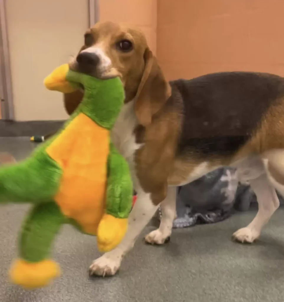 rescue beagle first toy 2