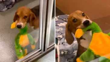 Rescue Beagle Gets His Very First Toy And Refuses To Let Go