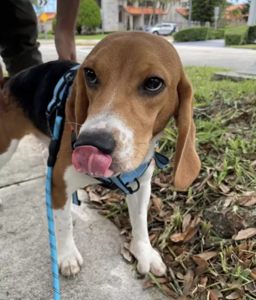 rescue beagle first toy 4