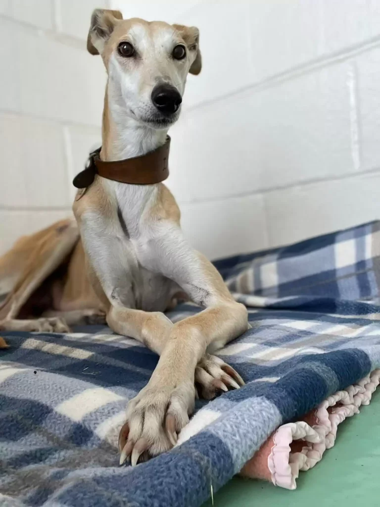 rescuers discover skinny dog 4