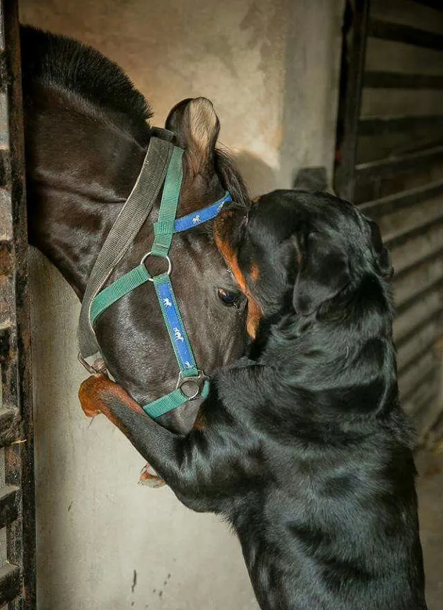 Dogs chase off would-be horse slaughter