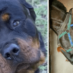 Two Rottweilers Saves Family Horses From Gang of Men in Middle of The Night