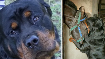 Two Rottweilers Saves Family Horses From Gang of Men in Middle of The Night