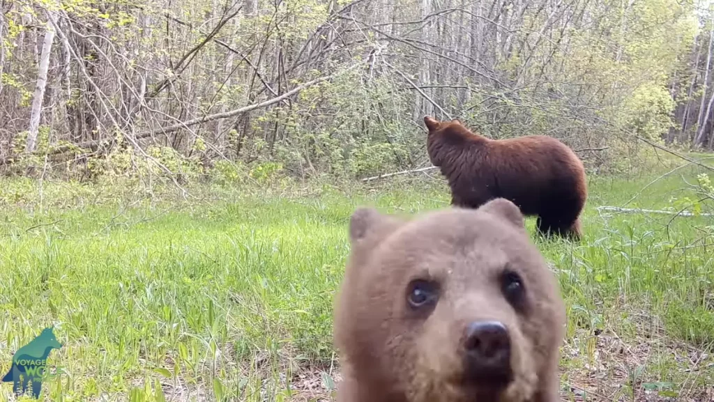 rowdy little bear cub wont stop until this trail camera is destroyed