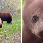 Rowdy Little Bear Cub Won’t Stop Until This Trail Camera Is Destroyed