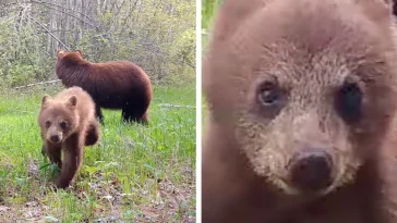 Rowdy Little Bear Cub Won’t Stop Until This Trail Camera Is Destroyed