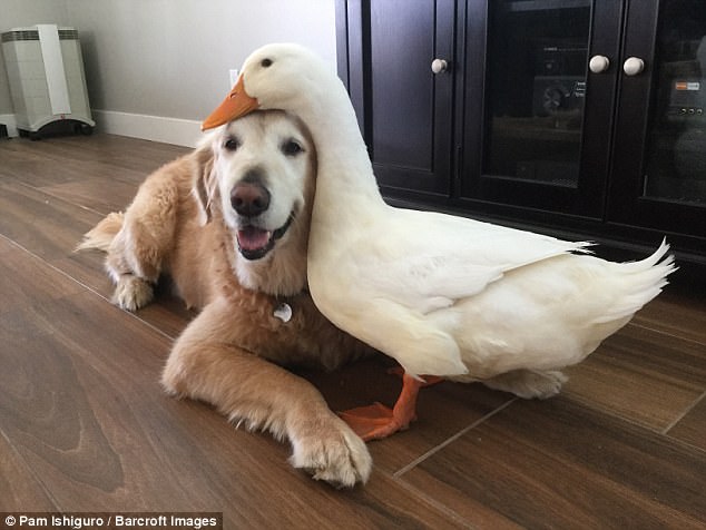 Inseparable: Any and Barclay often snuggle up to one another as they play at their home