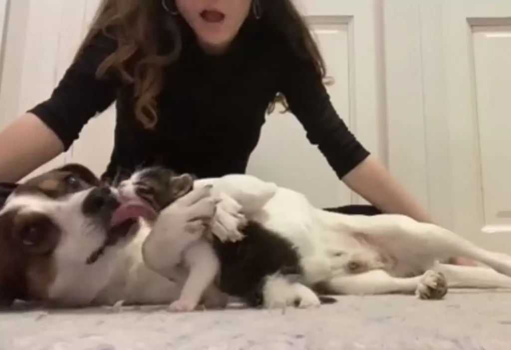 sad dog meets kitten with kisses 1