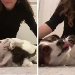 Sad dog meets new kitten brother and immediately gives her hugs and kisses