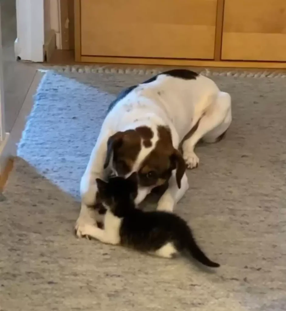 sad dog meets kitten with kisses 2