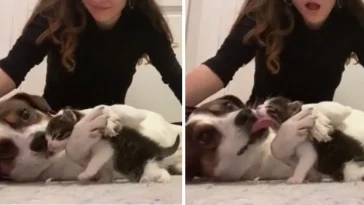 Sad dog meets new kitten brother and immediately gives her hugs and kisses