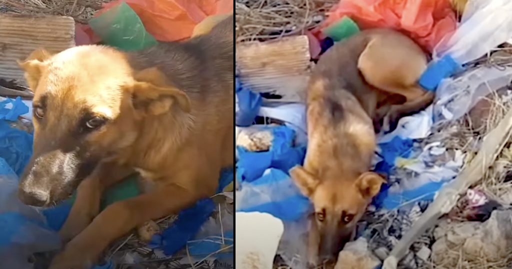 Dog Found In The Garbage Dump Because She Kept Crying Out For Help