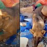 Dog Found In The Garbage Dump Because She Kept Crying Out For Help