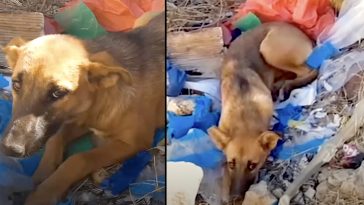 Dog Found In The Garbage Dump Because She Kept Crying Out For Help