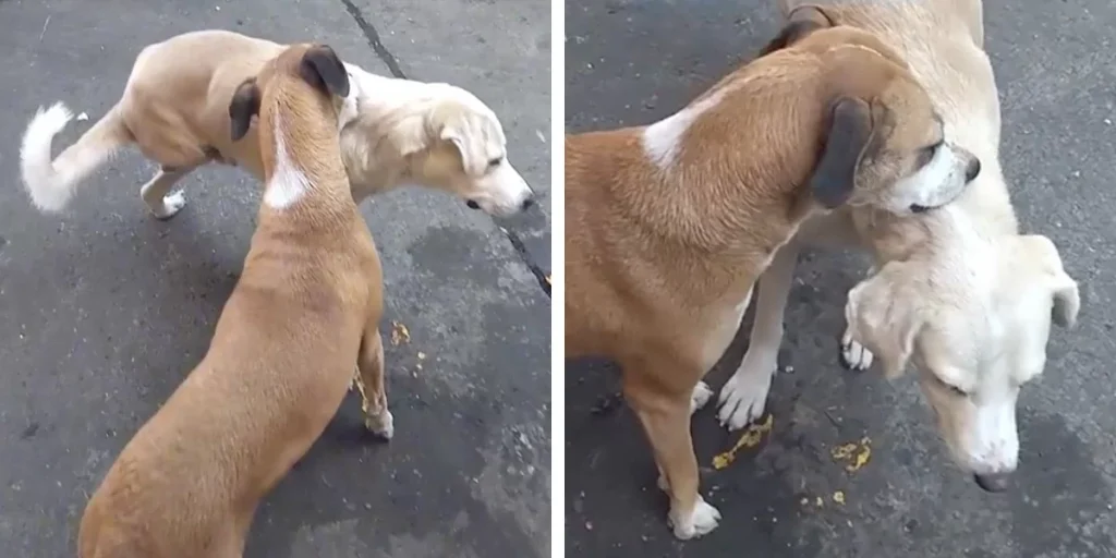 Sweet Dog Steps In To Scratch An Itch His Three-Legged Friend Can’t Reach