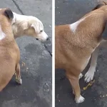 Sweet Dog Steps In To Scratch An Itch His Three-Legged Friend Can’t Reach