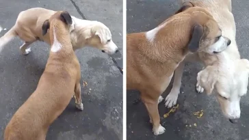 Sweet Dog Steps In To Scratch An Itch His Three-Legged Friend Can’t Reach