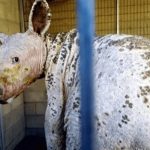 Young Bear With Severe Mange Found In California Digging Through Trash