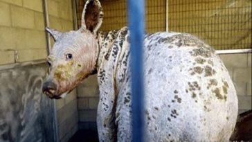 Young Bear With Severe Mange Found In California Digging Through Trash