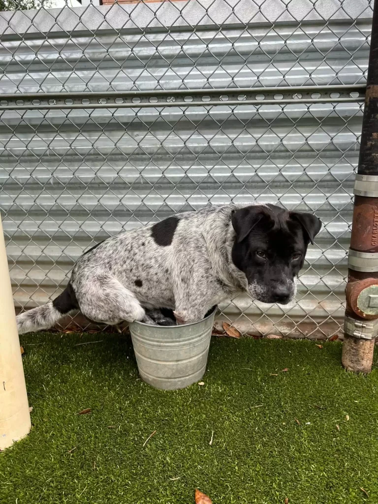 Shelter dog centaur sitting in bucket