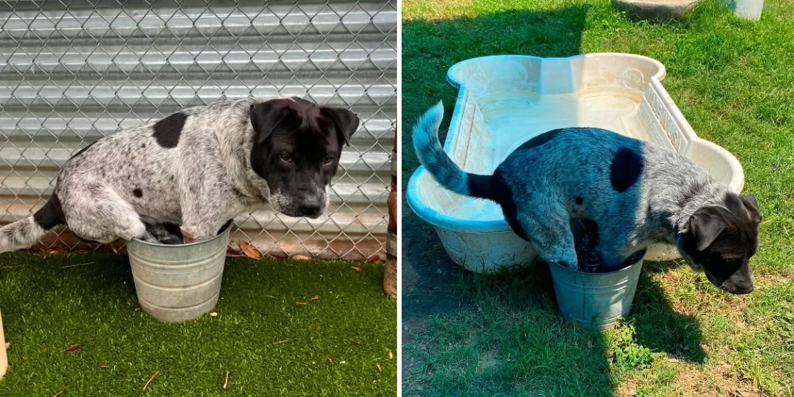 Shelter Dog Gets A Pool All His Own But Still Prefers His Bucket