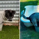 Shelter Dog Gets A Pool All His Own But Still Prefers His Bucket