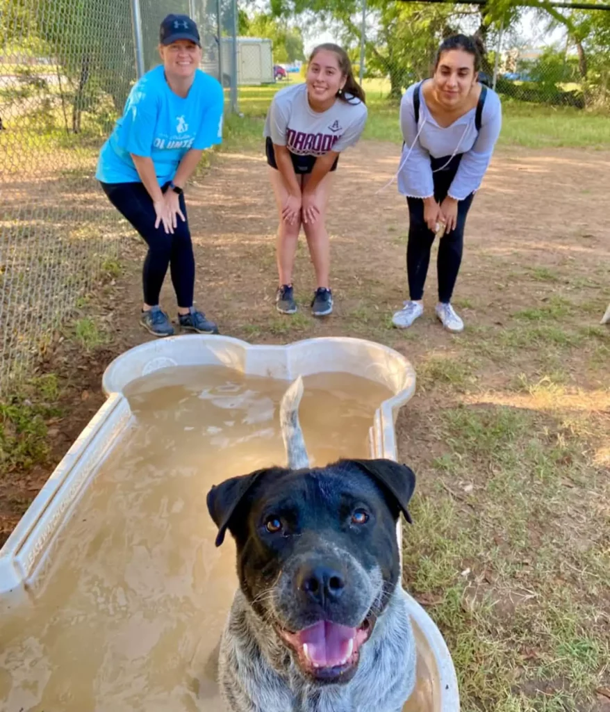 Shelter dogs with their own children's pool