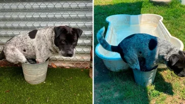 Shelter Dog Gets A Pool All His Own But Still Prefers His Bucket