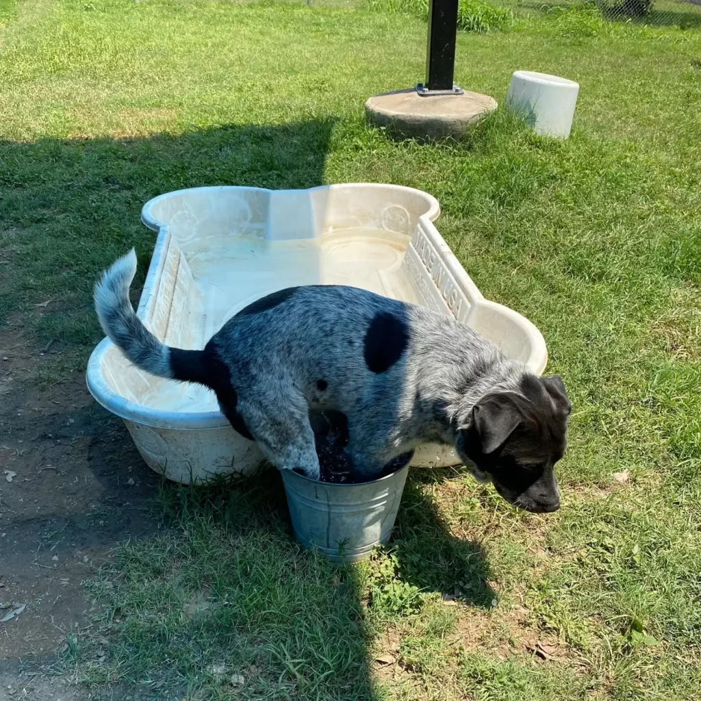 Shelter dogs with their own children's pool