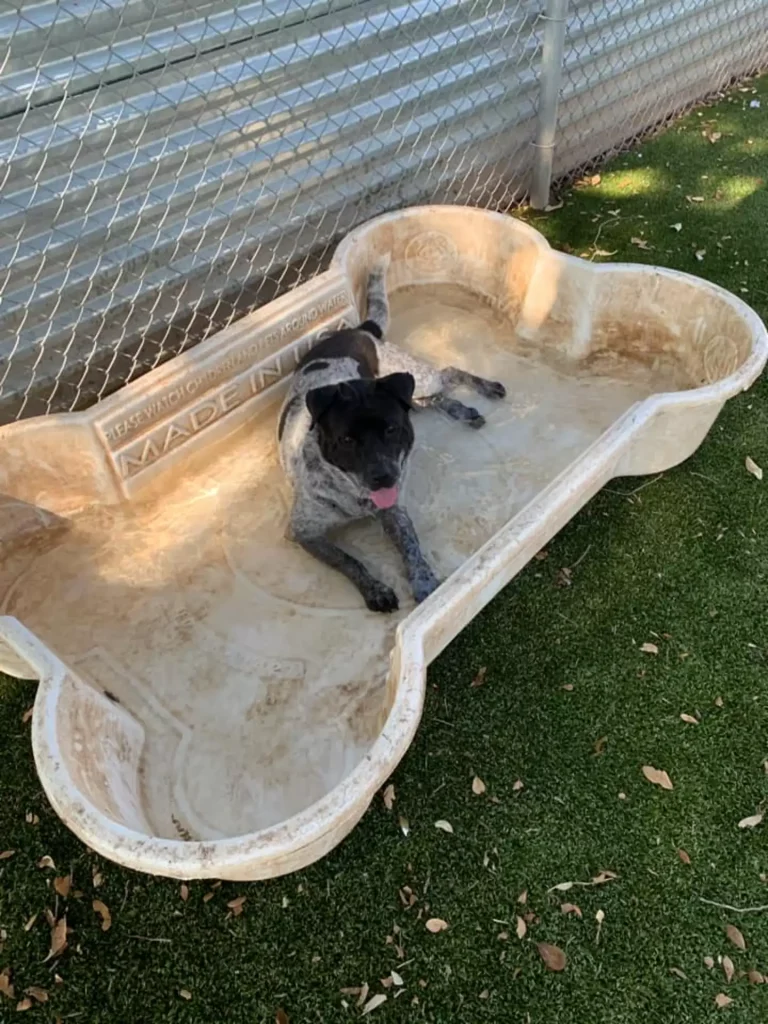 Shelter dogs with their own children's pool 2