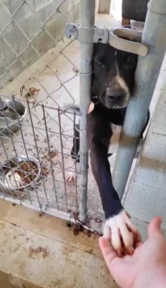 shelter dog reaches through kennel bars to hold hands 1