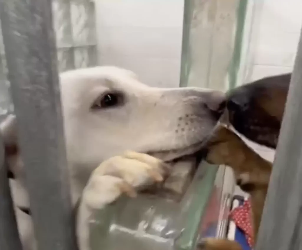 shelter dogs comfort each other 1