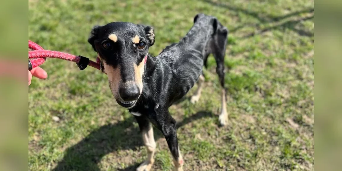 Stray dogs that are just ‘skin and bones’ look completely different now