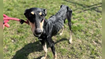 Stray dogs that are just ‘skin and bones’ look completely different now