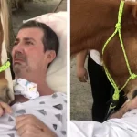 Man Is Moved To Tears During Unforgettable Visit From A Gentle Horse