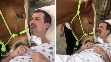 Man Is Moved To Tears During Unforgettable Visit From A Gentle Horse