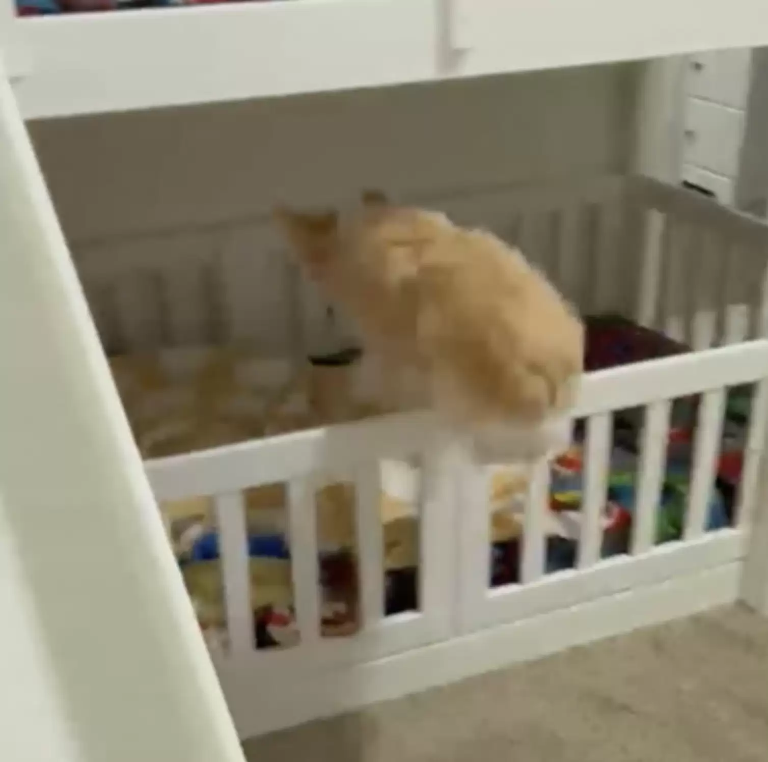 the dog jumped into bed to wake the child