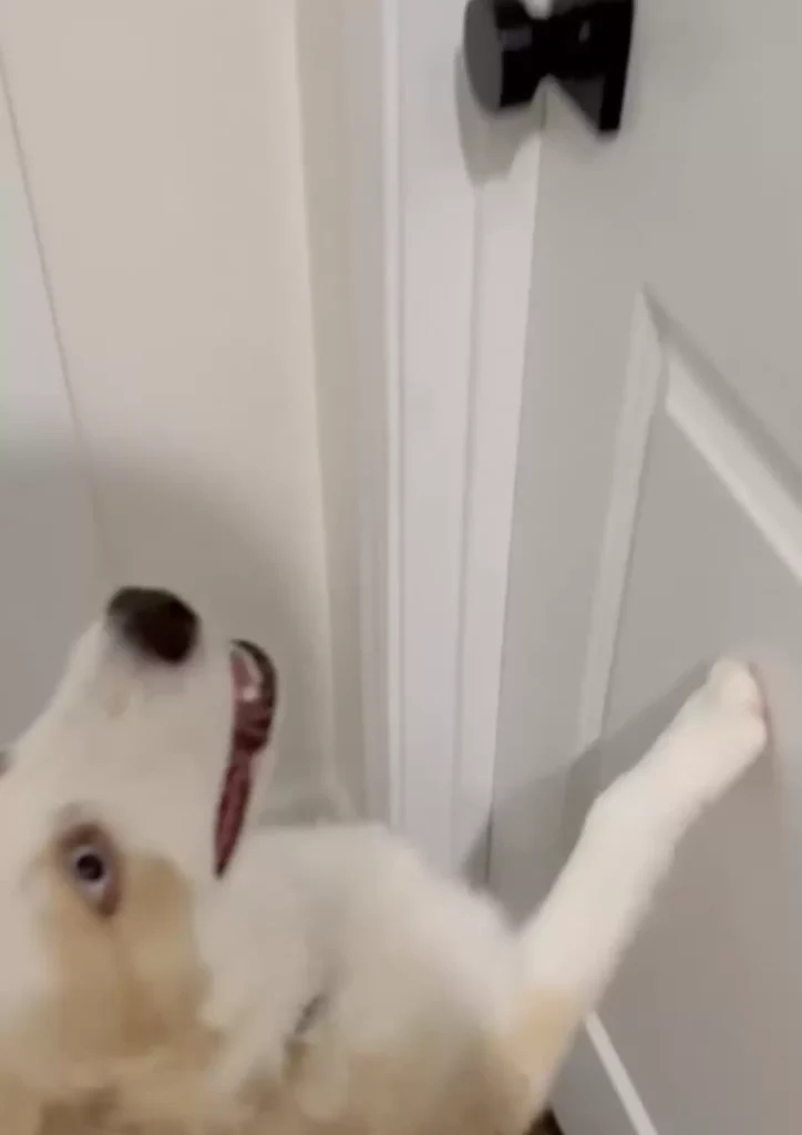 the dog tries to open door