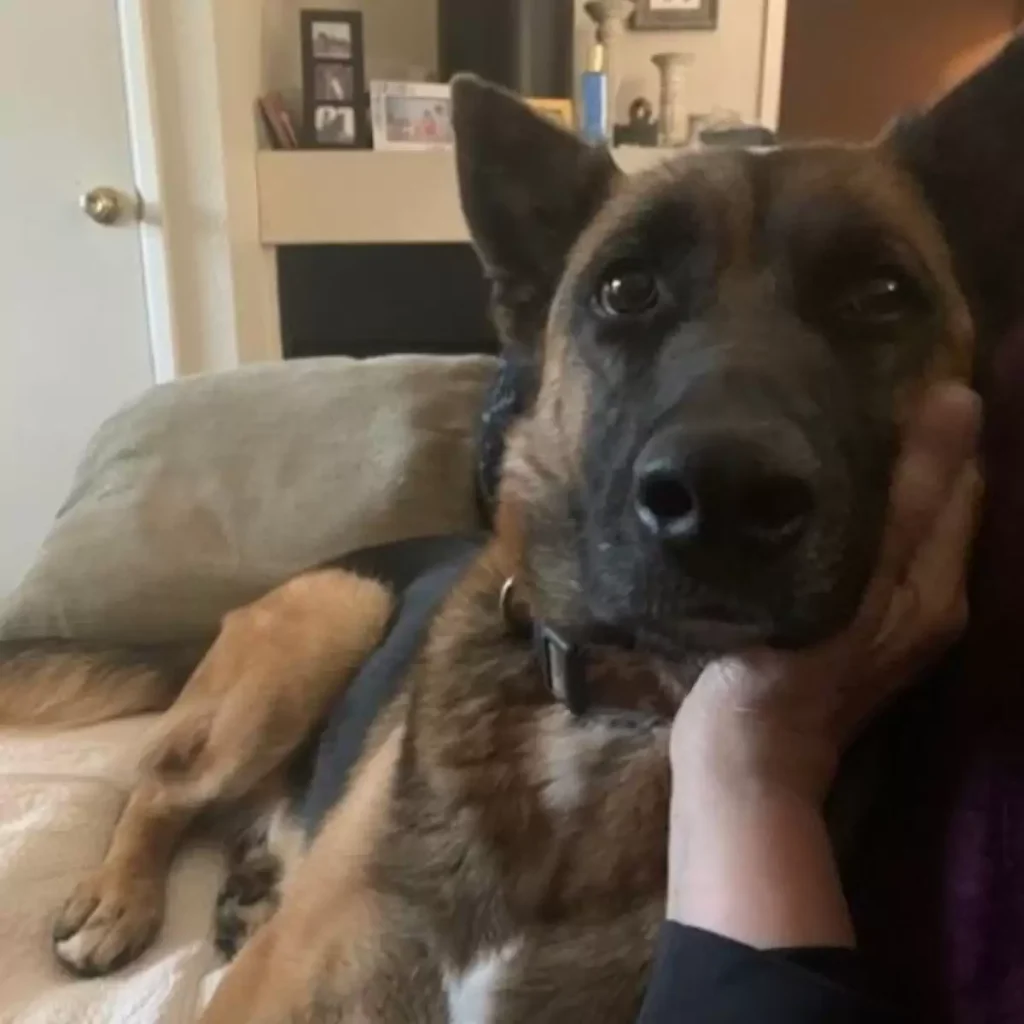 dog with head in woman's hands