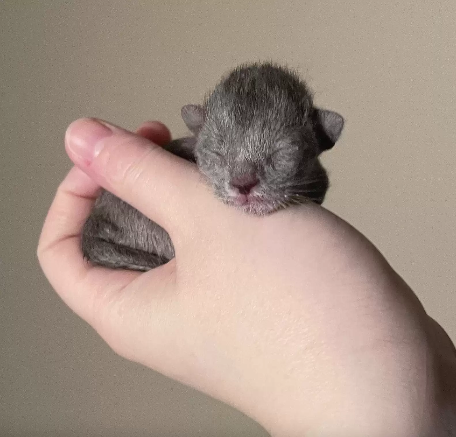 Premature kitten sleeping on woman's hand