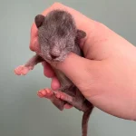 Baby Werewolf’ Kitten Changes Color In Front Of Rescuer’s Eyes